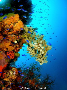 Scenic, Chuuk Lagoon, Beautiful Growth on one of many shi... by David Gilchrist 